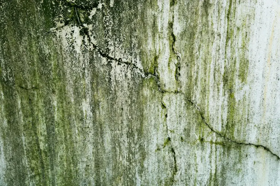 Our Commitment to a Mold-Free San Antonio